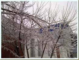 Фото: покрытые льдом деревья